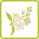 Цветки растений|Чайные смеси и травяные чаи