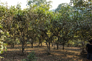 Картинки Чайные горы 贺开 Хэкай. Особенности чайного бизнеса и китайское гостеприимство.