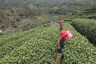 Фото Деревня Лунцзин и озеро Сиху