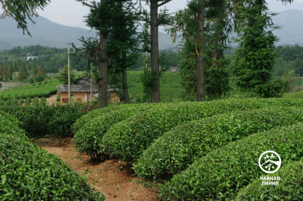 Улун Большой Красный Халат Улун Большой Красный Халат