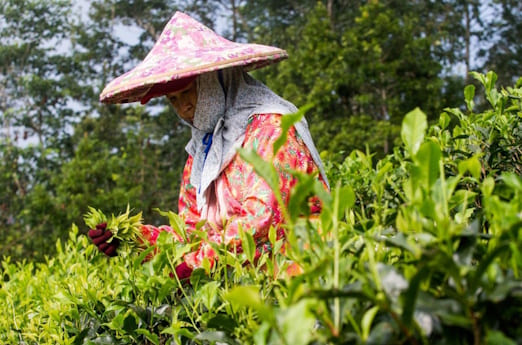 Дун Дин Улун Дун Дин Улун