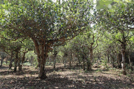 Прессованный шу пуэр - Шу пуэр 2018 года "187572" от бренда "Mr. Eighteen" 357 г, 